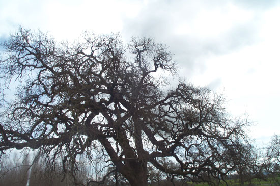 oak