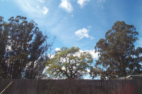 trees