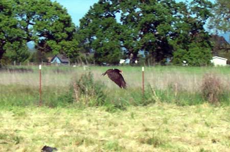 a buzzard in my yard