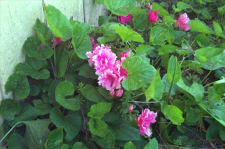 a pink flower that just grew