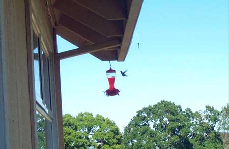 a hummer at the feeder