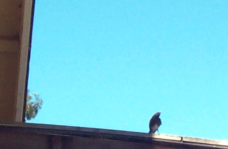 baby bird on the roof
