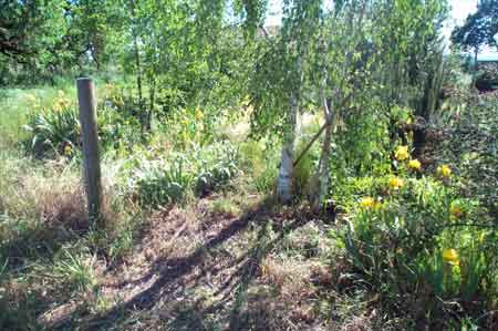 where I cleared out the blackberries