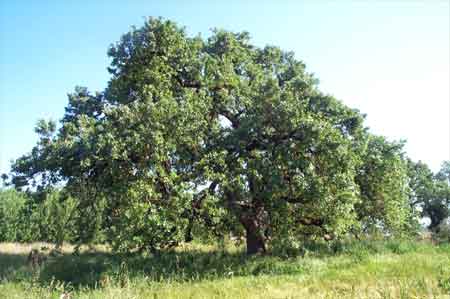 the oak in my yard