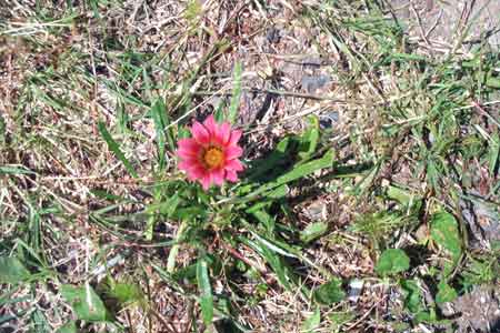 red flower that grew out of nowhere