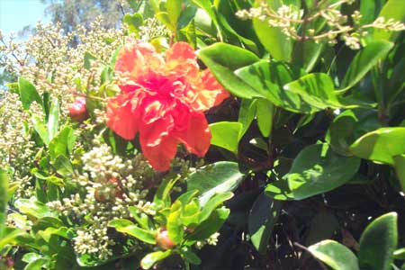 red flower from the weedy back forty