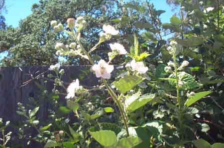 blackberry blossoms--watch out for thorns