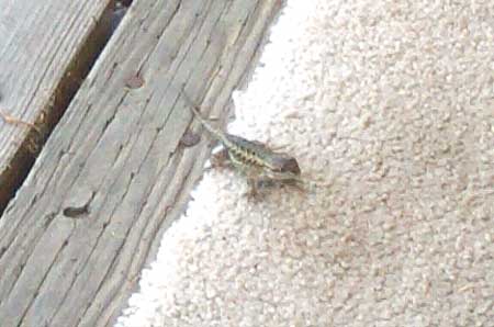 a little lizard on my porch