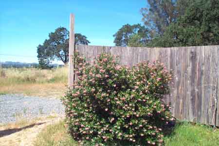 looking west beyond the fence