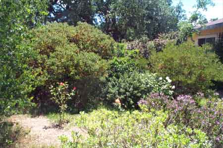 garden path