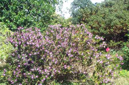 purple bush