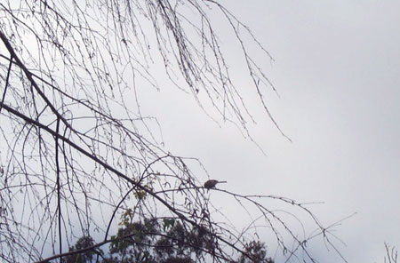 bushtit