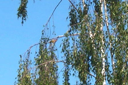 oriole