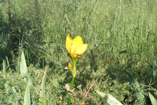 yellow iris