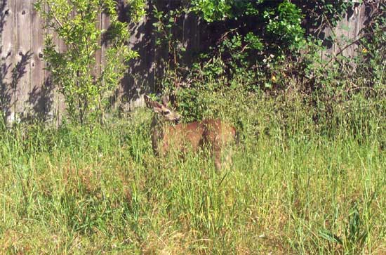 deer