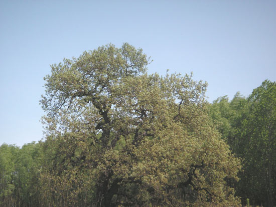 15 April 2007
