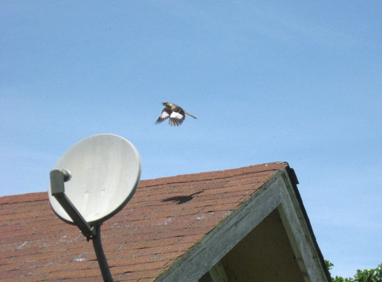 18 May 2009