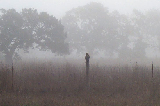 red-shouldered hawk