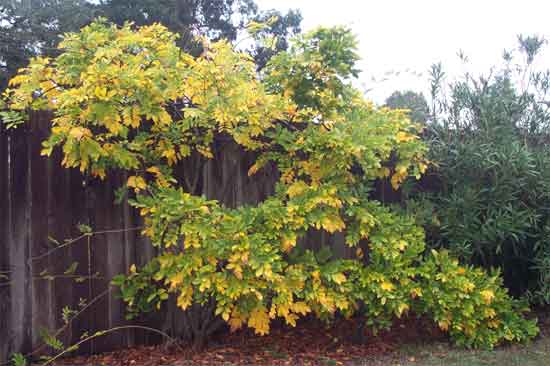 Japanese wisteria