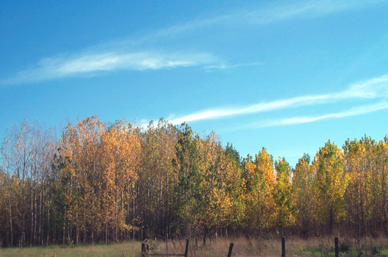 yellow and brown leaves