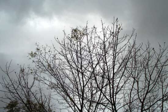 bare branches