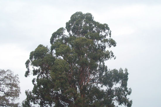 29 November 2003