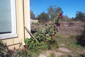 fallen hollyhocks