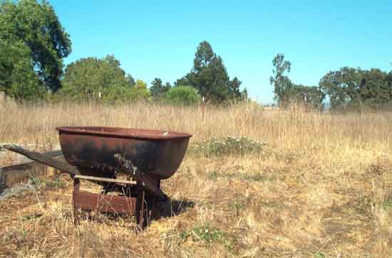 wheelbarrow and wildflowers