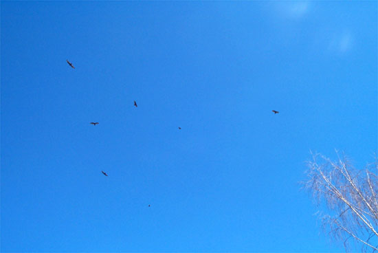 sky full of buzzards