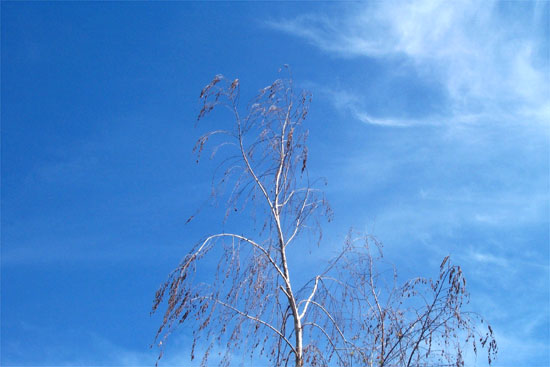 birch tree