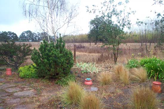 my garden during the first rain