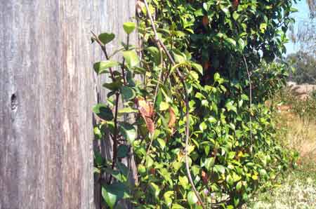 honeysuckle leaves