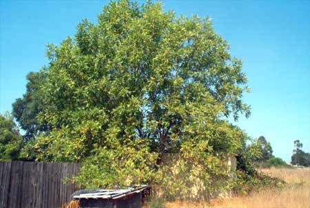 walnut tree