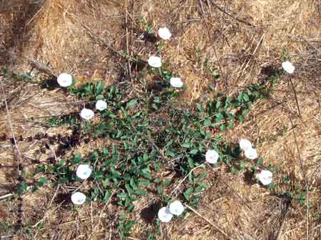 wildflowers