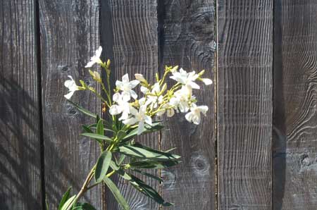 oleander blossoms