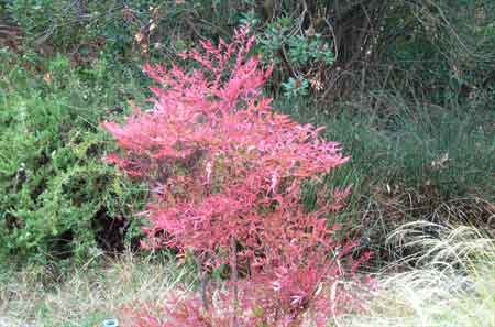 red leaves in the autumn garden