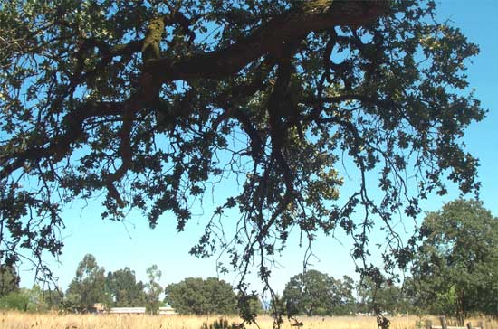 under the oak