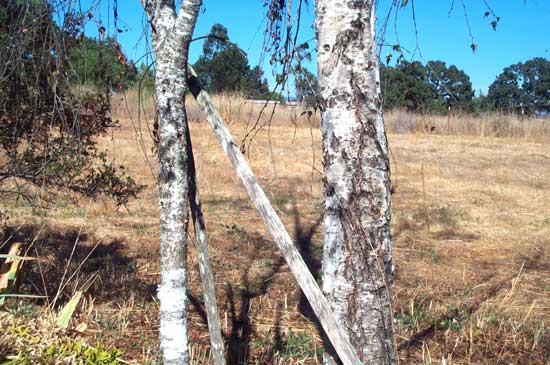 birch trunks