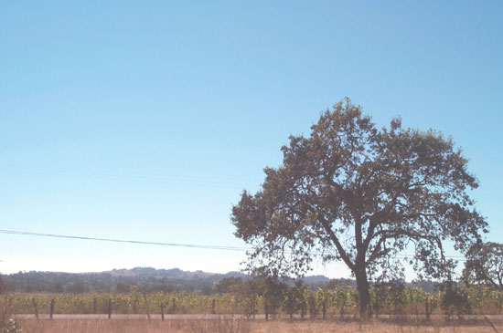 looking west