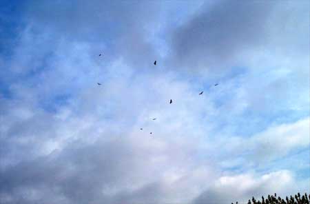 birds of prey