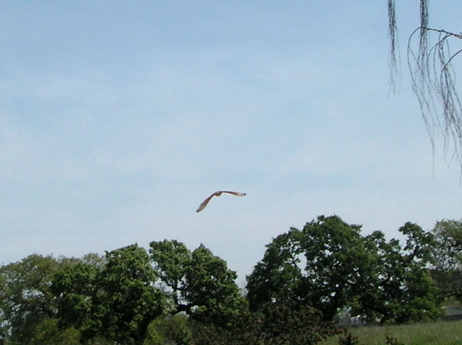 hawk in flight