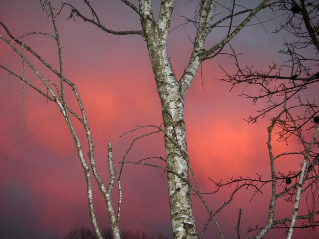 birch trunk