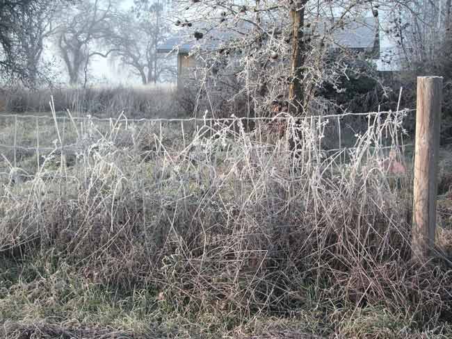 wintry day