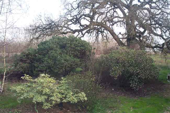 late winter garden