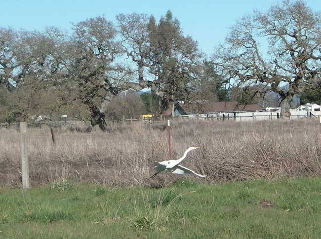 Great Egret