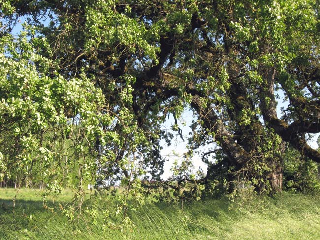 through the old oak