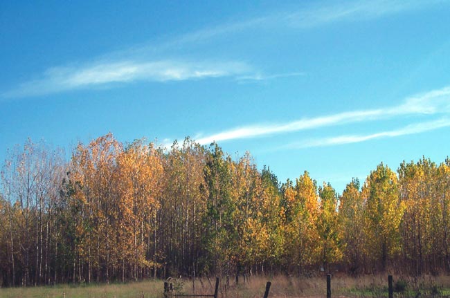fall colors, California style