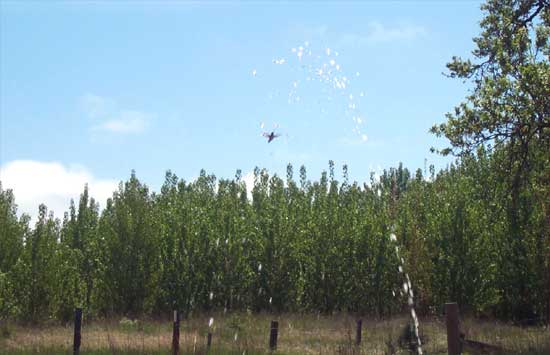 hummingbird shower