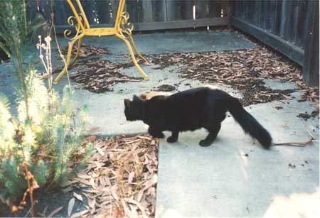 Webster